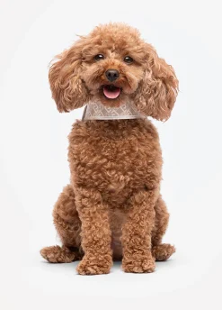 Pettorina Liu Jo Pets