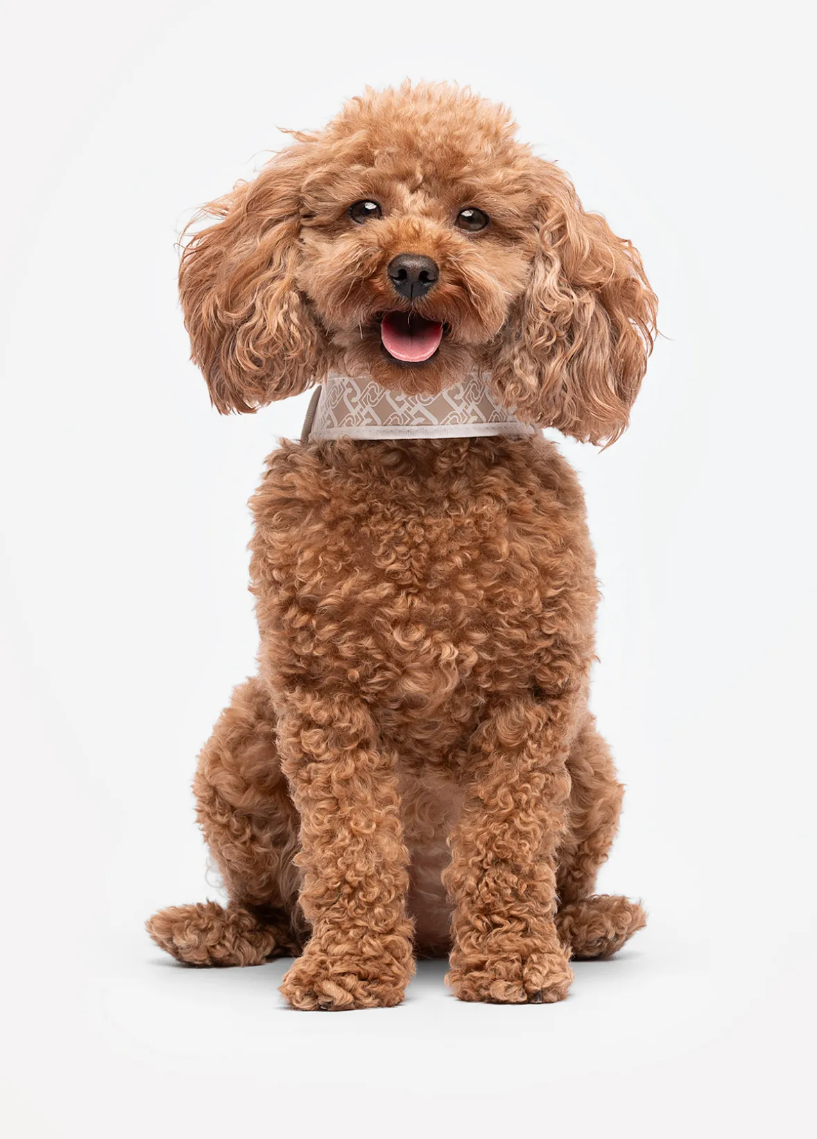 Pettorina Liu Jo Pets