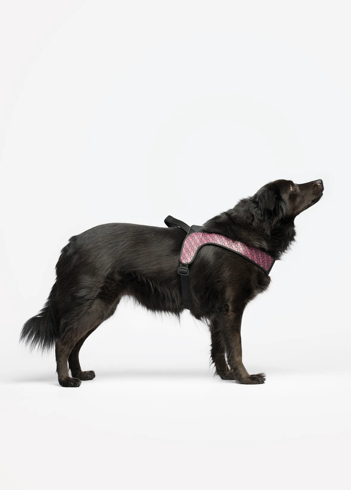 Pettorina taglia grande Liu Jo Pets