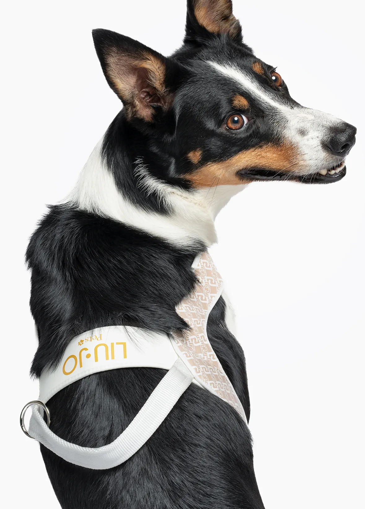 Pettorina taglia grande Liu Jo Pets